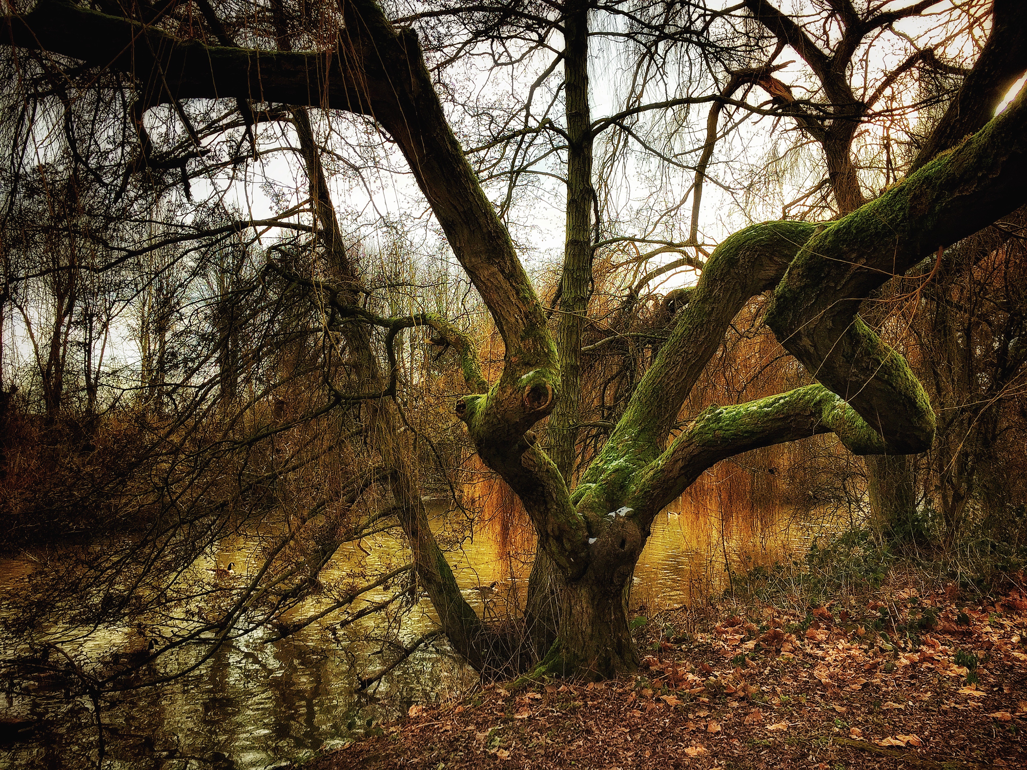 Tuesday trees – John's Postcards